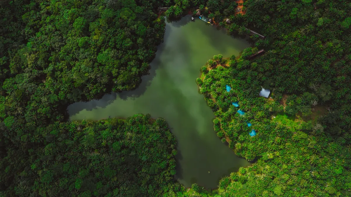 A green lake surrounded by a dense canopy of forest seen from above