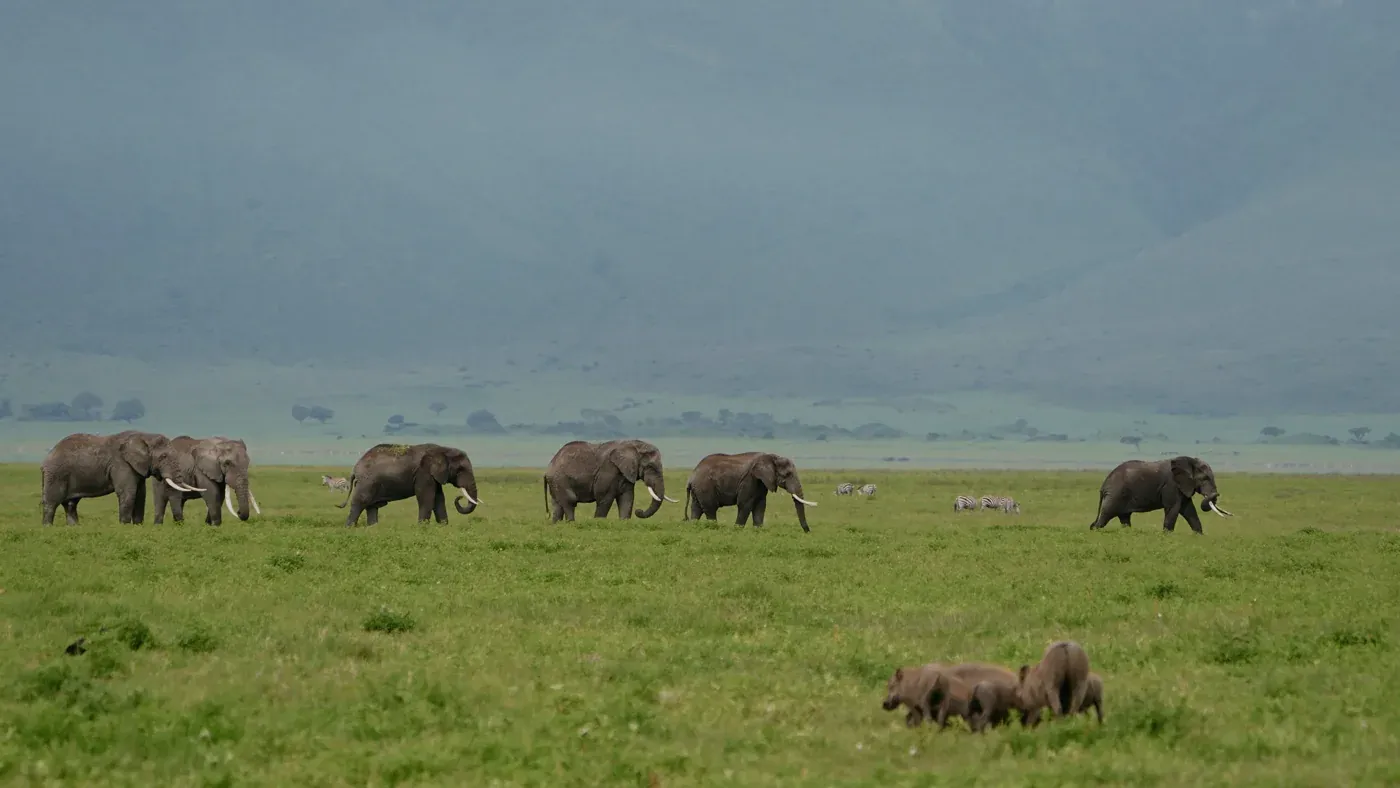 Elleme Africa Safaris project artwork